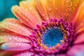 Colorful gerbera daisy covered with water drops. Gerbera flower close up on turquoise background. Macro photography. Natural Royalty Free Stock Photo