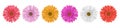 Colorful gerbera daisy flower row for banner