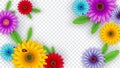 Colorful gerbera flowers decorated on transparent background for Hello Spring.