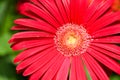 Colorful Gerbera flower or daisy standing in the greenhouse farm