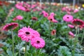 Colorful Gerbera flower or daisy standing in the greenhouse farm