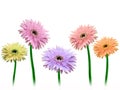 Colorful gerbera flowers