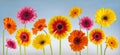 Colorful gerbera flowers isolated