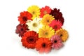 Colorful Gerberas