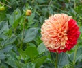 This colorful giant ball Dahlia is blooming in Asheville, Haywood County, North Carolina