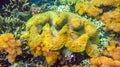 Colorful giant Tridacna gigas grows in the shallows of Raja Ampat, Indonesia.