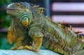 Colorful giant iguana profile