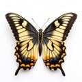 Colorful Giant Swallowtail Butterfly On White Background