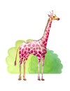 Colorful giraffe in beautiful watercolor style near the bushes on white background
