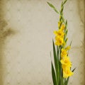 Colorful gladiola flowers Royalty Free Stock Photo