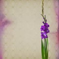 Colorful gladiola flowers Royalty Free Stock Photo