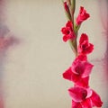 Colorful gladiola flowers Royalty Free Stock Photo