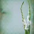 Colorful gladiola flowers Royalty Free Stock Photo