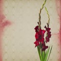 Colorful gladiola flowers Royalty Free Stock Photo