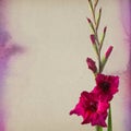 Colorful gladiola flowers Royalty Free Stock Photo