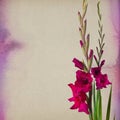 Colorful gladiola flowers Royalty Free Stock Photo