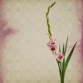 Colorful gladiola flowers Royalty Free Stock Photo