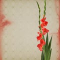 Colorful gladiola flowers Royalty Free Stock Photo
