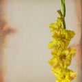 Colorful gladiola flowers Royalty Free Stock Photo