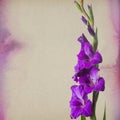 Colorful gladiola flowers Royalty Free Stock Photo