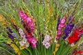 Colorful Gladiola flowers in pink purple yellow red white Royalty Free Stock Photo