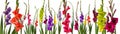 Colorful gladiola flowers Royalty Free Stock Photo