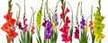 Colorful gladiola flowers Royalty Free Stock Photo