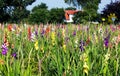 Colorful gladioli in the field to pick yourself Royalty Free Stock Photo