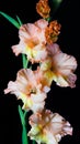 Colorful gladiolus flower, background, wedding, fashion, design, floral, green, gladioli, pink, natural, petal, holiday Royalty Free Stock Photo