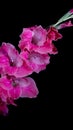 Colorful gladiolus flower, background, wedding, fashion, design, floral, green, gladioli, pink, natural, petal, holiday Royalty Free Stock Photo