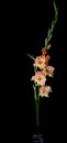 Colorful gladiolus flower, background, wedding, fashion, design, floral, green, gladioli, pink, natural, petal, holiday Royalty Free Stock Photo