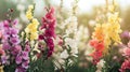 Colorful gladiolus flowers blooming in the garden. Floral background Generative AI