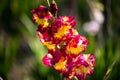 Colorful gladiolus for picking yourself in the field, gladiolus in different colors