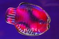 Colorful Glass Fish Royalty Free Stock Photo
