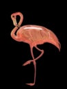 Colorful glass flamingo illustration