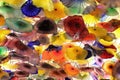 Colorful glass flowers Royalty Free Stock Photo