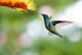 Colorful, glittering hummingbird feeding on a tropical flower with a blurred green background. Royalty Free Stock Photo