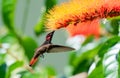 Beautiful Ruby Topaz hummingbird in a tropical garden feeding on a colorful orange flower surrounded by green plants.