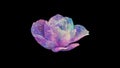 Colorful glittering rose isolated on black background