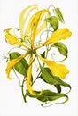 Colorful Gloriosa Flower illustration