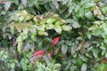 Colorful and glossy foliage of Mahonia aquifolium