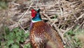 Colorful glossy head and back of a male Pheasant in the coppice