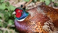 Colorful glossy head of a male Pheasant in the coppice Royalty Free Stock Photo