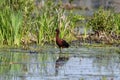 Colorful Glossy Ibis bird in wetlands Royalty Free Stock Photo