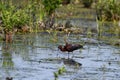 Colorful Glossy Ibis bird in wetlands Royalty Free Stock Photo