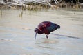 Shiny White-faced Ibis bird with water droplets on his feather wading in water Royalty Free Stock Photo