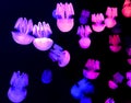 Colorful and glowing jellyfish. Royalty Free Stock Photo