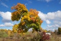 Colorful, Gnarled Tree in Autumn