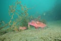 Colorful goatfish on sandy bottom Royalty Free Stock Photo