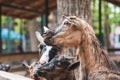 Colorful goats waiting for food near wooden fence